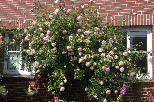 Langeoog Ferienhaus Achter&#39;t Hus - Blühende Pracht im Juni