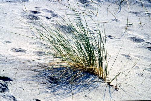 Langeoog Ferienhaus Zur freien Aussicht - mail@zurfreienaussicht.de