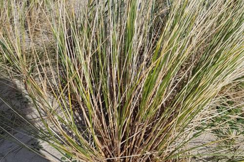 Langeoog Ferienwohnung Habbos Hus