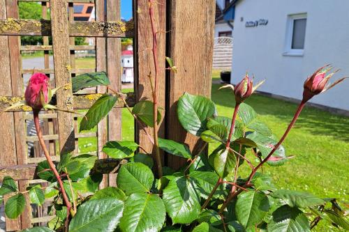 Langeoog Ferienwohnung Achter't Dörp - Rosenblüte Mai 2025