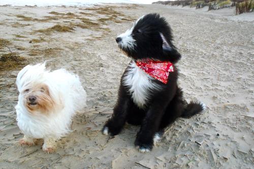 Langeoog Ferienwohnung Haus Wilken - Langeoog bei jedem Wetter !