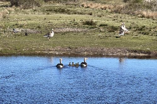 Langeoog Ferienwohnung Haus Apollonia - Frühling Langeoog