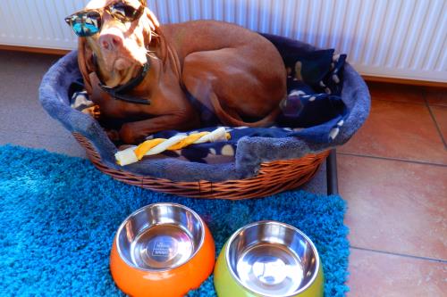 Langeoog Ferienwohnung Im Hasenwinkel - Wir Hunde auf Anfrage!