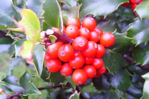 Langeoog Ferienwohnung Inge Axhausen F***