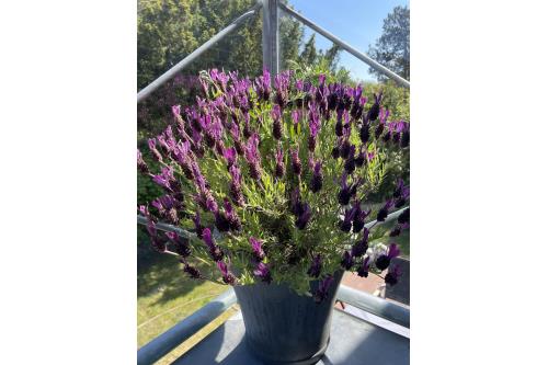 Langeoog Ferienhaus Insel - Meerchen