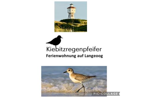 Langeoog Ferienwohnung Kiebitzregenpfeifer