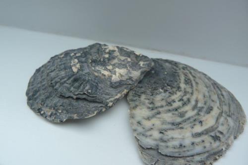 Langeoog Ferienwohnung Muschelsöker - KREBS & KRABBE - Deko