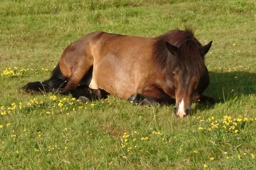 Langeoog Ferienhaus Residenz Inseltraum (Doppelhaushälfte) - Pause machen !
